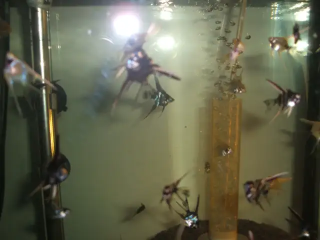 Community tropical fish - various types in Fish for Rehoming in City of Toronto - Image 7