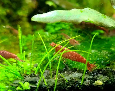 Red cherry shrimps. There is no minimum limit on the quantity. If you even need only one shrimp, do...