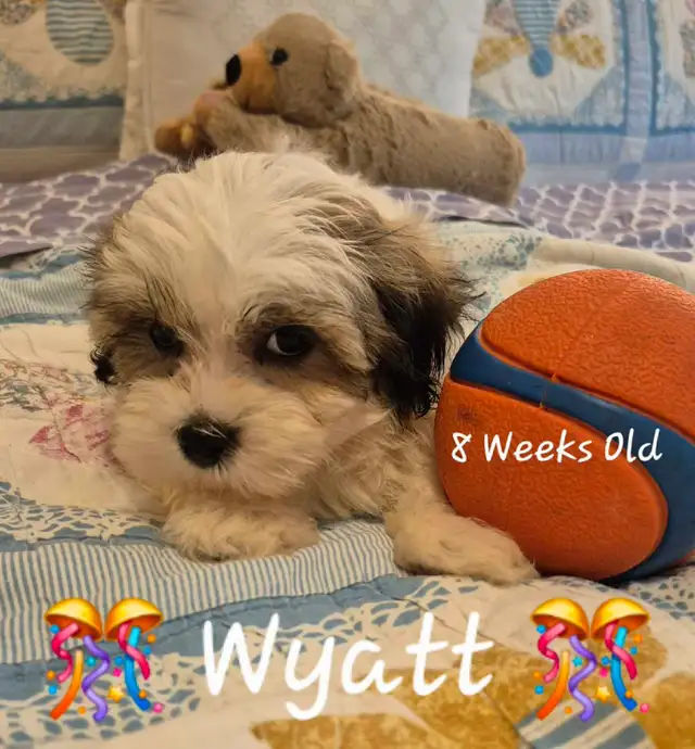 ♥️ READY  5 SWEET  MALTESE/SHIH TZU  PUPPIES ♥️ in Dogs & Puppies for Rehoming in Cowichan Valley / Duncan - Image 3
