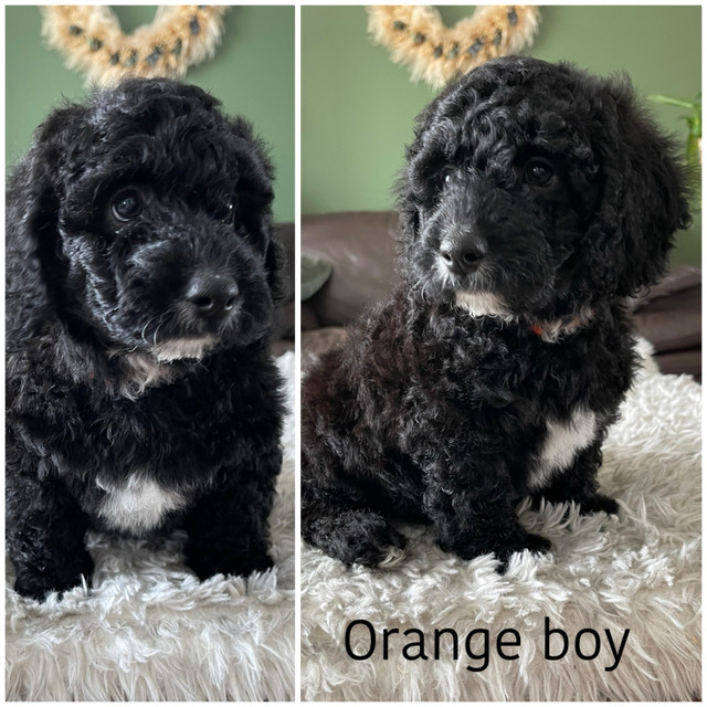 Mini  Bernedoodle puppies  DNA clear parents in Dogs & Puppies for Rehoming in Winnipeg