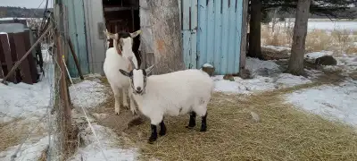 Female Goats, View more