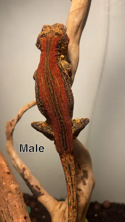 gargoyle gecko pair , View more