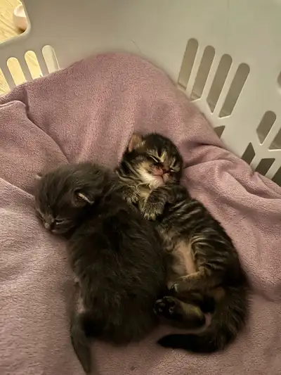 2 chatons femelles prêt à partir le 13 mars . 1 tigré gris et blanc 1 tigré brun beige