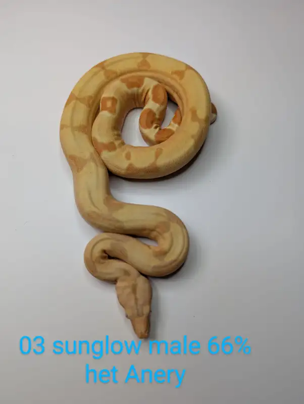 Ball Pythons, Boas, and Feeders New year DEALS!!! in Reptiles & Amphibians for Rehoming in Kitchener / Waterloo - Image 6