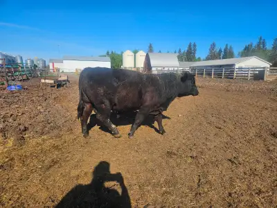 Black Angus yearling bulls, View more