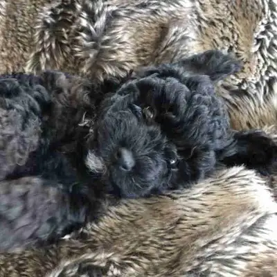 Announcing the Arrival of 2 Adorable Yorky Poo Puppies!, View more
