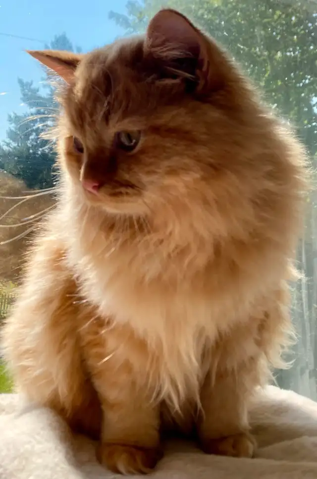 Ragdoll in Cats & Kittens for Rehoming in City of Montréal - Image 11
