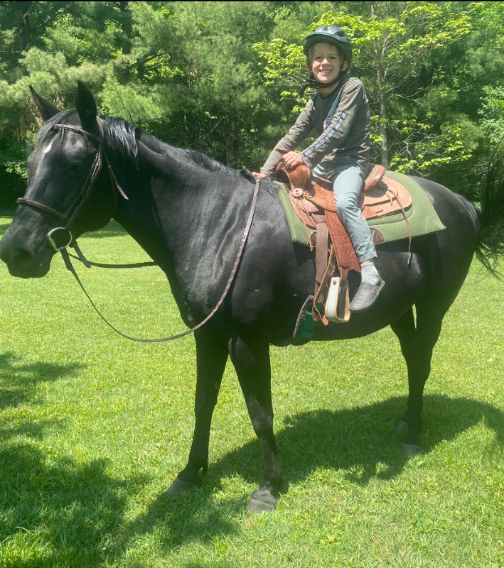 Trail horse for sale Horses & Ponies for Rehoming Ottawa Kijiji