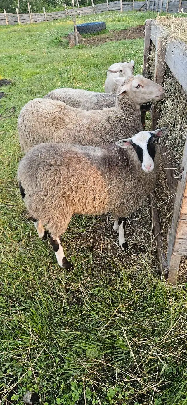 romanov,polypay lambs in Other in Edmundston - Image 2