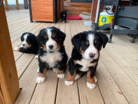 Bernese Puppies ready for re-homing this week.