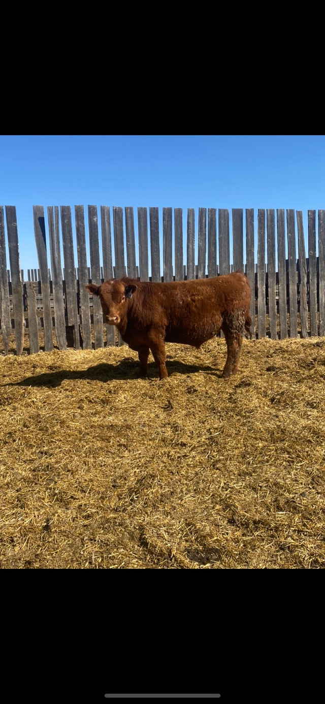 Registered Red Angus Bulls in Livestock in Swift Current - Image 2
