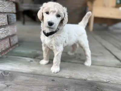 CKC Standard Poodle Puppies, View more