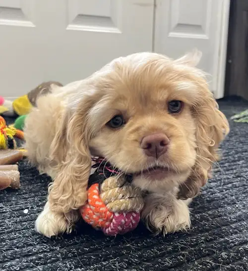 Meet Cindy Lou & Stormie's adorable little pups!! These babies are 8 weeks old. They have had their...