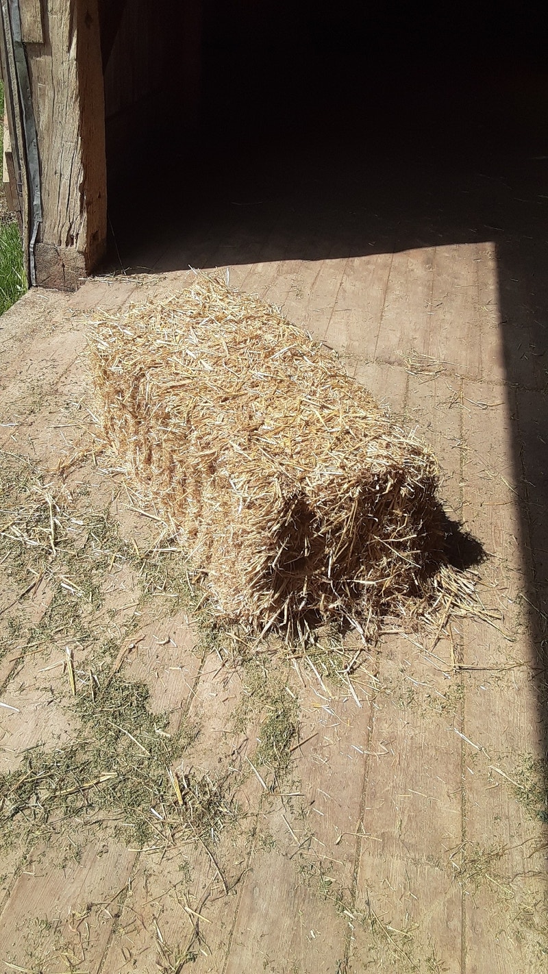 Clean Barley Straw For Sale Livestock Kitchener / Waterloo Kijiji