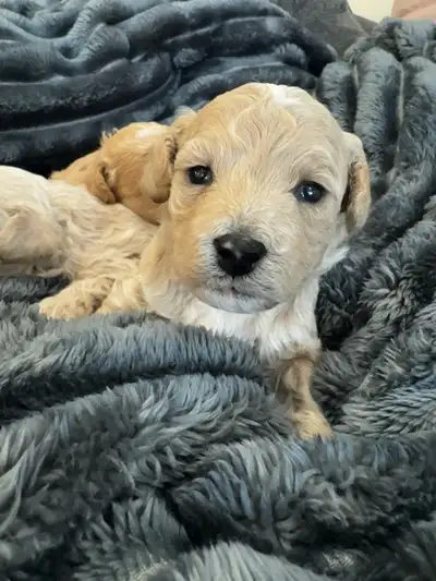 Only one left!   Poodle/Bichon  Poochon   BichonPoo , View more