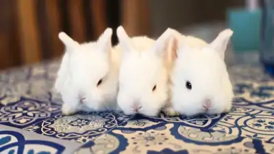 Bunnies for sale, View more