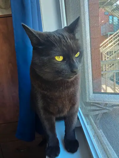 Chat noir de 2 ans et demi à donner, View more
