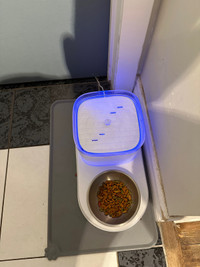 Cat automatic water and food dish
