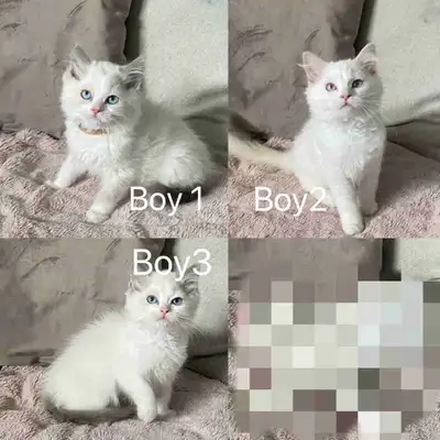 Tica Ragdoll chatons, View more