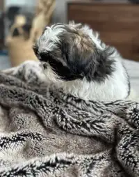 Shihtzu Puppy 