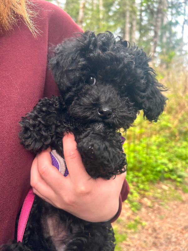 ❤️CKC Toy Poodle Puppies❤️ in Dogs & Puppies for Rehoming in Comox / Courtenay / Cumberland