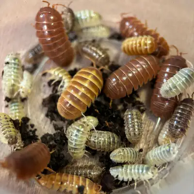 Armadillidium Vulgare “Gem Mix” Isopods, View more