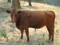 Bred heifers/cows for sale