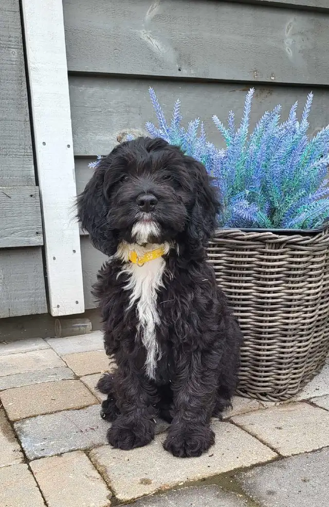 Adorable Cockapoo Puppies in Dogs & Puppies for Rehoming in Woodstock - Image 2