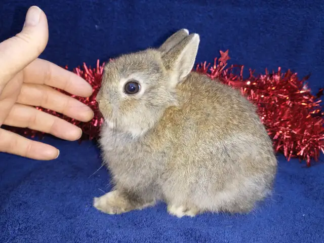 EXTRAORDINARY Netherland dwarf,Holland lop,lionhead bunny rabbit in Small Animals for Rehoming in Ottawa - Image 10