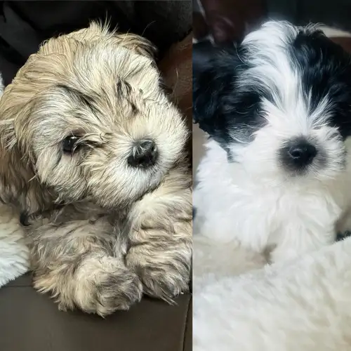 Beautiful, loving puppies ready to find their forever homes! We have a litter of 8-week-old Maltese-...
