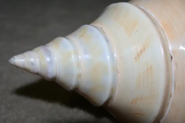 SEASHELL 14 INCHES LONG Philippines 1990's Great for Aquarium63006662342017123