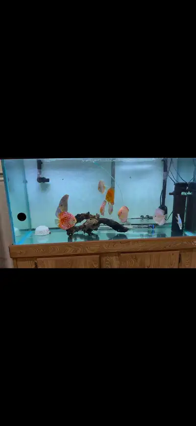 Discus Fish and 90 Gallon Aquarium Setup, View more
