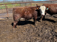 Hereford and Red Angus Bulls for sale