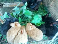 16 rabbits for sale