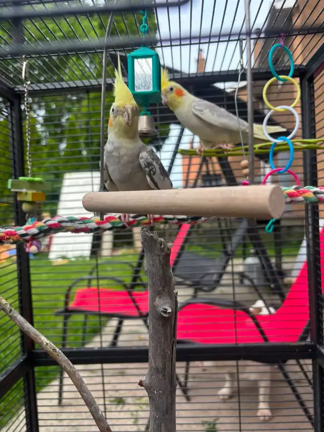 cockatiel in Birds for Rehoming in Mississauga / Peel Region - Image 3