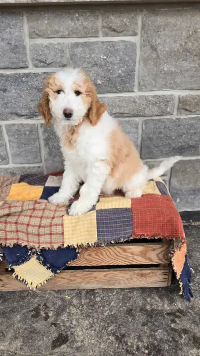 F1B golden doodles, View more