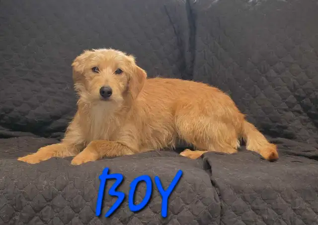 Puppy poodle terrier in Dogs & Puppies for Rehoming in Kawartha Lakes - Image 4