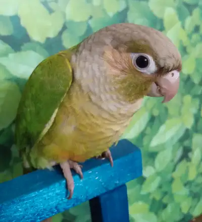 CONURES CANELLE NAM, View more