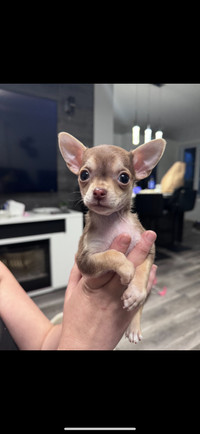 Chihuahua male 