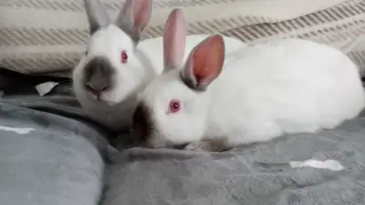 Male and Female White Rabbits - 4mths, View more