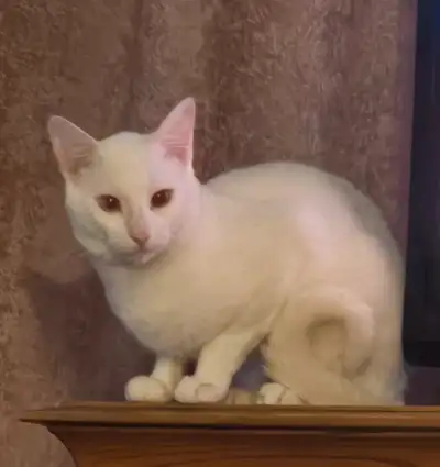 I am looking to rehome my male albino siamese cat his name is toby he will be 2 in july his not fixe...