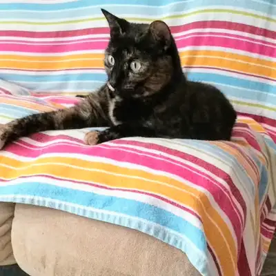 À adopter – Chatte écaille de tortue, View more