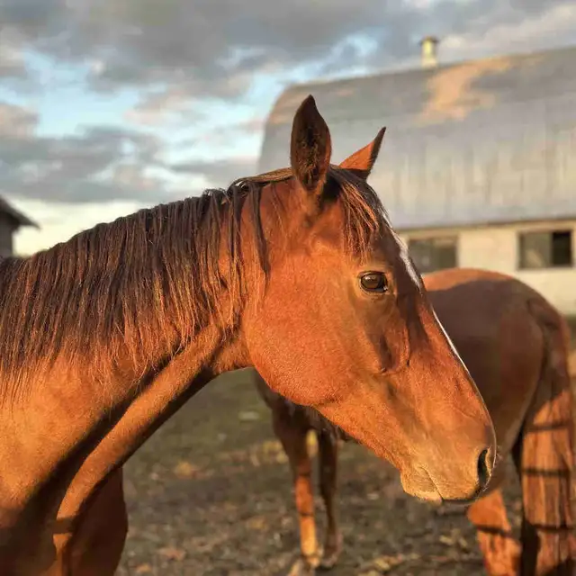 horse for sale in Horses & Ponies for Rehoming in Barrie - Image 2