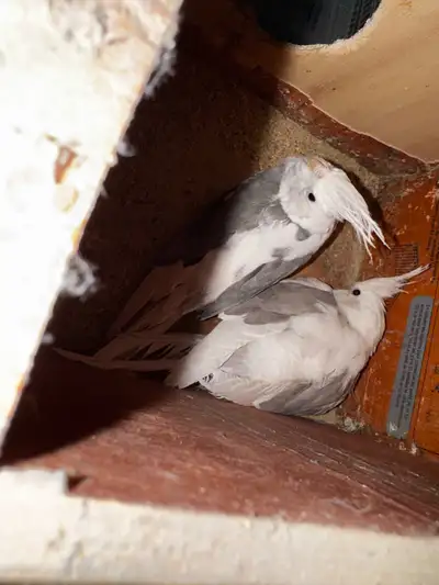 Beautiful Whiteface Cockatiel Breeding Pair for Sale, View more
