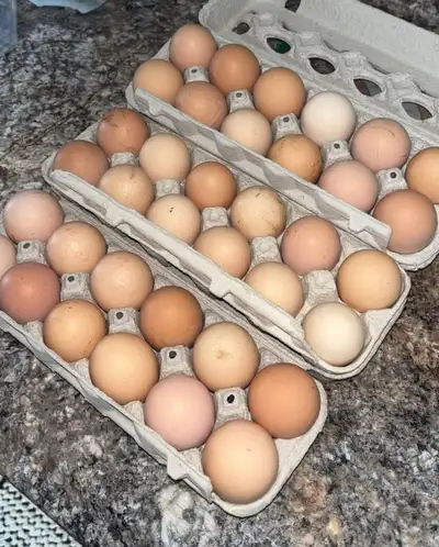 $5 Farm Fresh Eggs , View more