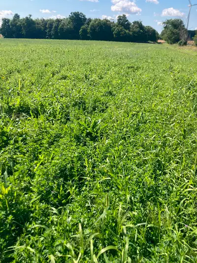 4 by 5 bales of first cut direct seeded spring 2024 70% alfalfa , grass mix. Cut July 25 baling on J...