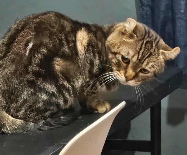 Hyghland lynx dans Chats et chatons à adopter  à Longueuil/Rive Sud
