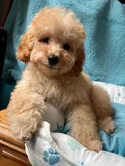 One purebled toy poodle puppy, View more