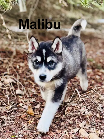 Mini Husky puppies!!!, View more