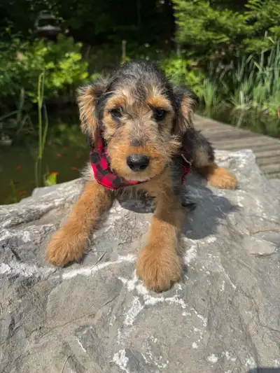 Mini female Poodle mix, View more